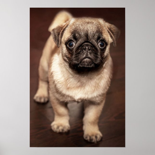 Mops Puppy Poster (Vorne)