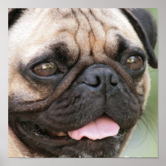 Mops Puppy Poster Print