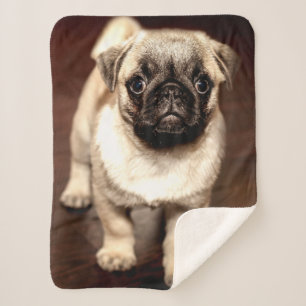 MOPS PUPPY SHERPADECKE