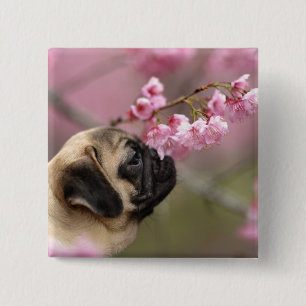 Mops riecht Kirschblüten Button