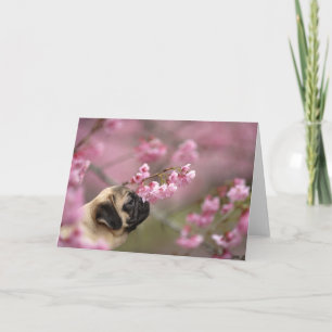 Mops riecht Kirschblüten Karte