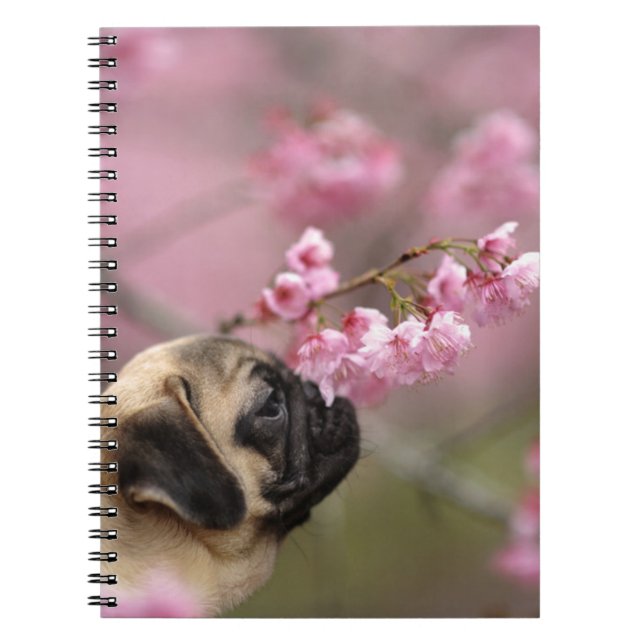 Mops riecht nach Kirschblüten Notizblock (Vorderseite)