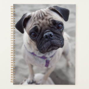 Mops schließen planer