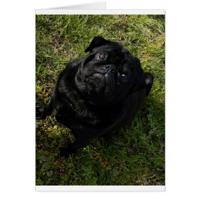 Mops schwarz (Vorne)