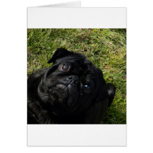 Mops schwarz