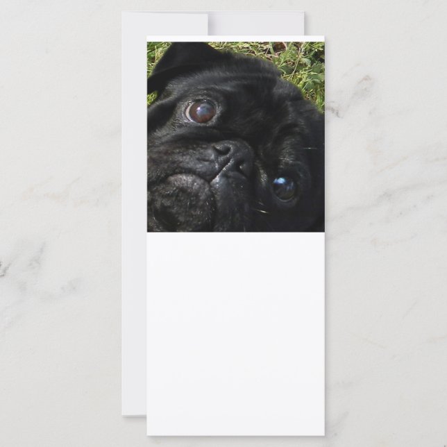 Mops-Schwarz-Mops-Augen (Vorderseite)
