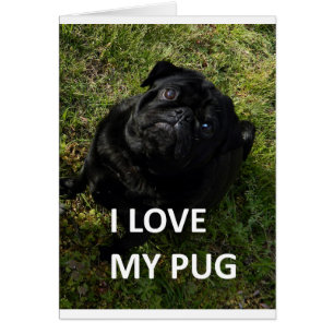 Mops schwarze Liebe w pic