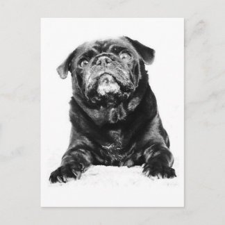 Mops - Schwarzer MOPS Schwarz & Weiß Postkarte