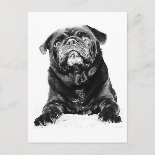 Mops - Schwarzer MOPS Schwarz & Weiß Postkarte (Vorderseite)
