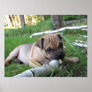 Mops/Sharpei-Welpenwerbung Poster