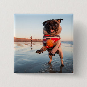 Mops spielen am Strand Button
