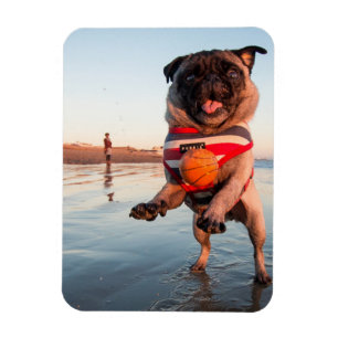 Mops spielen am Strand Magnet