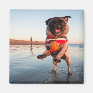 Mops spielen am Strand Magnet