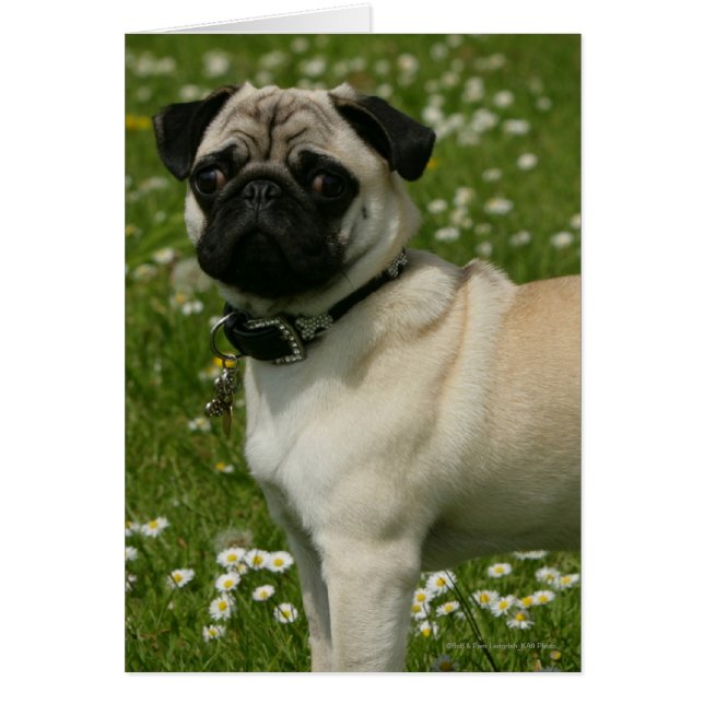 Mops spielen in Blume (Vorne)