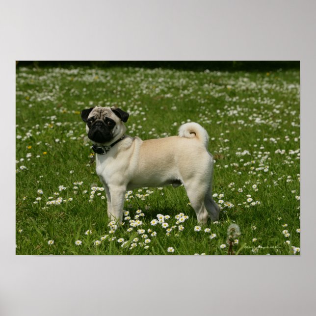 Mops spielen in Blume Poster (Vorne)