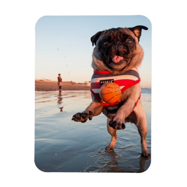 Mops spielt Ball am Strand Magnet (Vertikal)