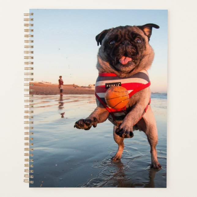 Mops spielt Ball am Strand Planer (Vorderseite)