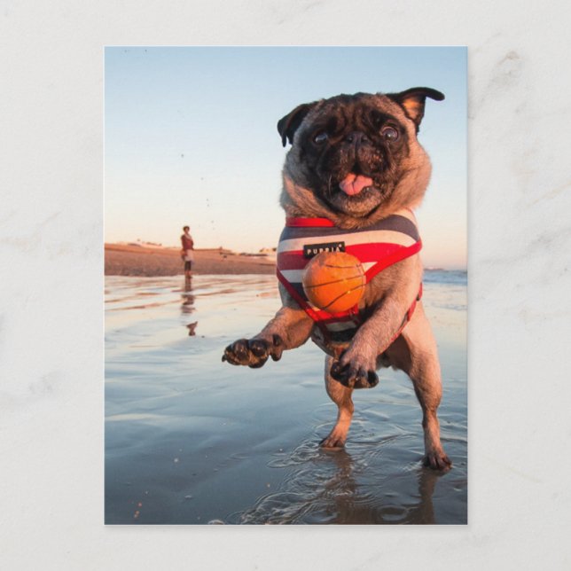 Mops spielt Ball am Strand Postkarte (Vorderseite)