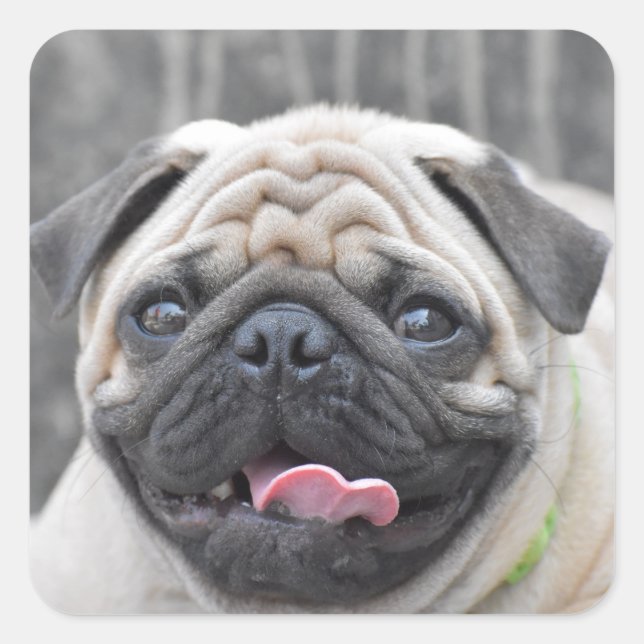 Mops Stickers (Vorderseite)