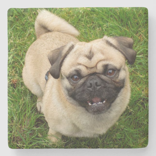 Mops Stone Untersetzer (Vorderseite)