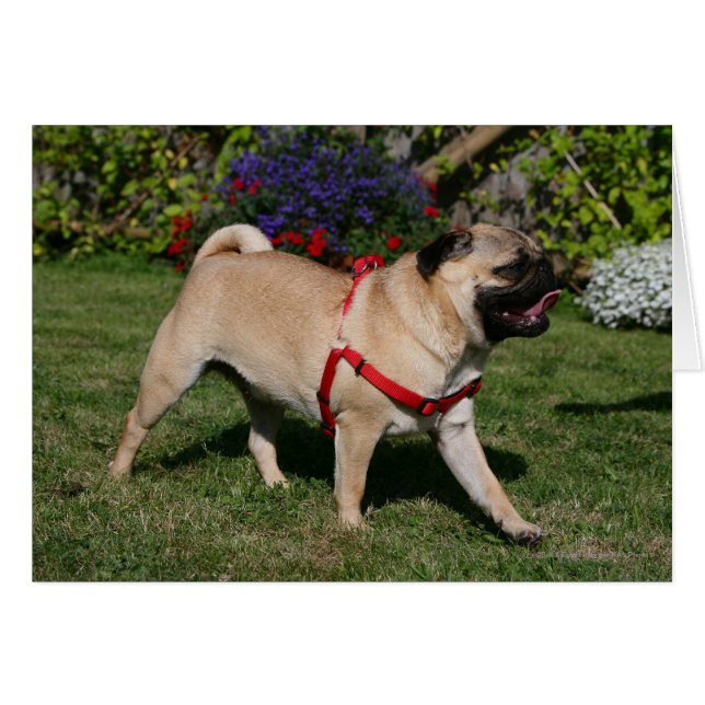 Mops Tragend Red Harness (Vorderseite (Horizontal))