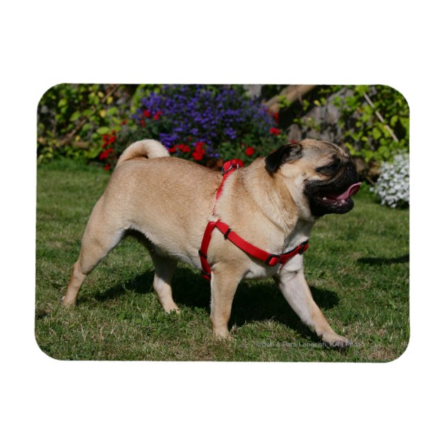 Mops Tragend Red Harness Magnet (Horizontal)