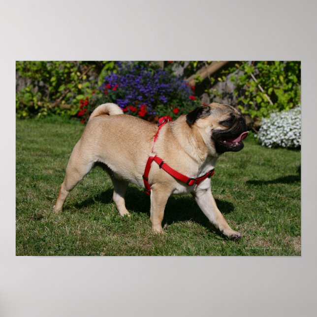 Mops Tragend Red Harness Poster (Vorne)