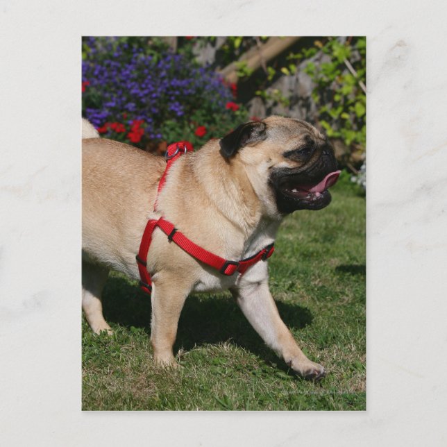 Mops Tragend Red Harness Postkarte (Vorderseite)