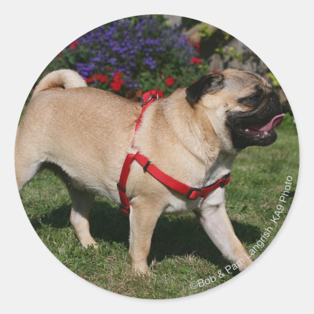 Mops Tragend Red Harness Runder Aufkleber (Vorderseite)