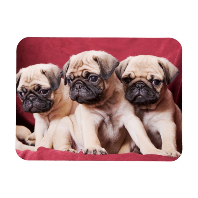Mops-Triplets Magnet (Horizontal)