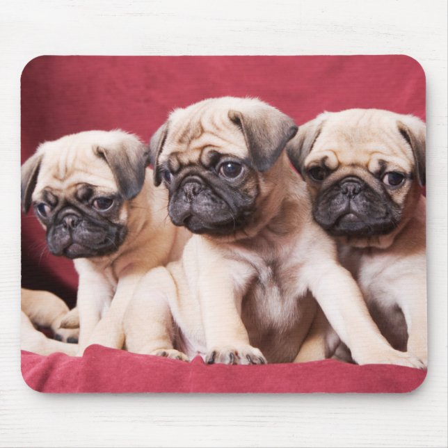 Mops-Triplets Mousepad (Vorne)