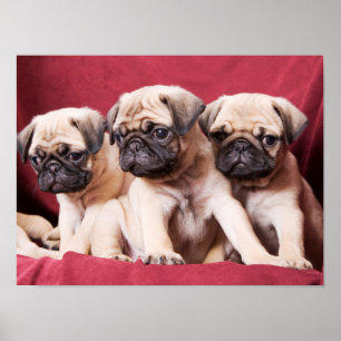 Mops Triplets Poster