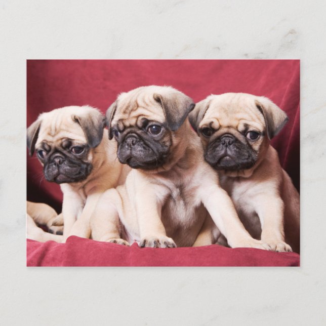 Mops-Triplets Postkarte (Vorderseite)