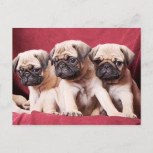 Mops-Triplets Postkarte