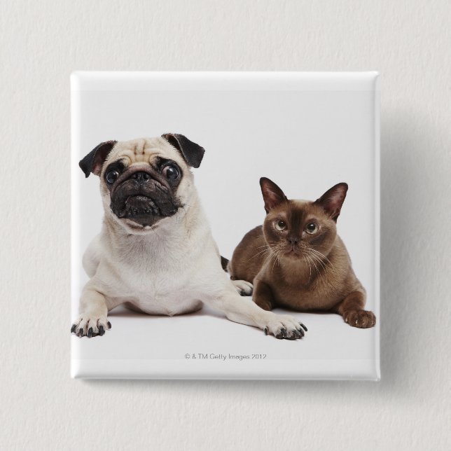 Mops und birmanische Katze Button (Vorderseite)