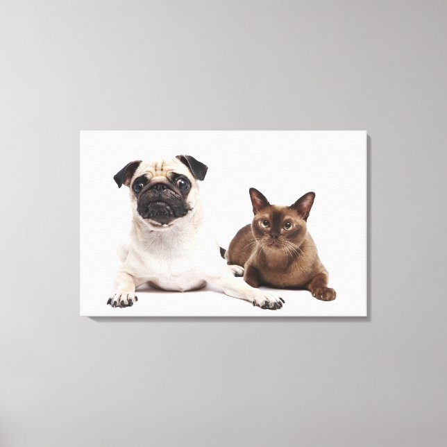 Mops und birmanische Katze Leinwanddruck (Vorderseite)