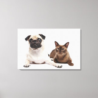 Mops und birmanische Katze Leinwanddruck