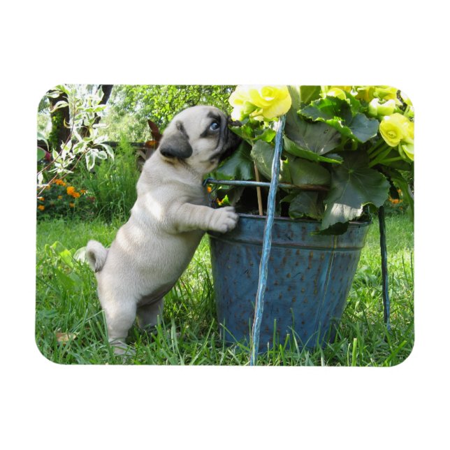 Mops und Blume Magnet (Horizontal)