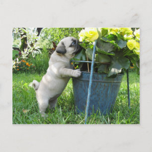 Mops und Blume Postkarte