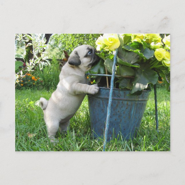 Mops und Blume Postkarte (Vorderseite)
