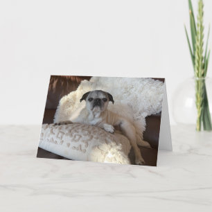 Mops Urlaubskarte   Lily den Mops Karte