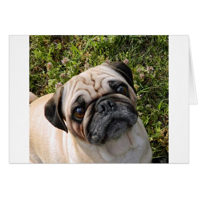 Mops verknallt (Vorderseite (Horizontal))