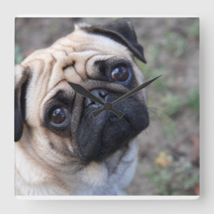 Mops-Wand-Uhr Quadratische Wanduhr