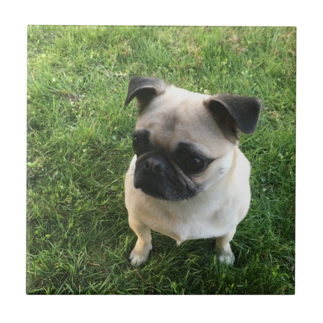 Mops-Welpe Fliese (Vorderseite)