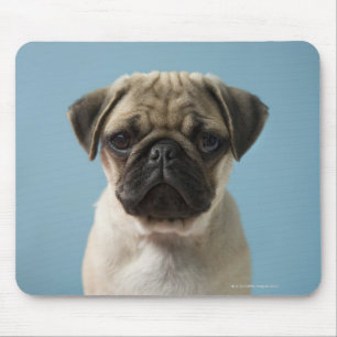 Mops Welpe gegen blauen Hintergrund Mousepad