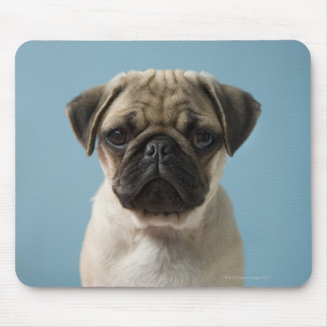 Mops Welpe gegen blauen Hintergrund Mousepad (Vorne)