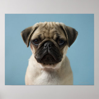 Mops Welpe gegen blauen Hintergrund Poster