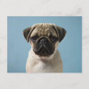 Mops Welpe gegen blauen Hintergrund Postkarte
