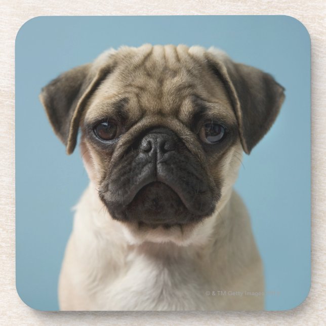 Mops-Welpe gegen blauen Hintergrund Untersetzer (Vorderseite)