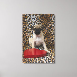 Mops Welpe gegen Tierdruck Leinwanddruck